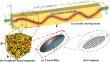 Magneto-elastic vibration of axially moving graphene nanocomposite current-carrying beam with variable speed and axial force