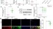 Silencing DOCK2 Attenuates Cardiac Fibrosis Following Myocardial Infarction in Mice Via Targeting PI3K/Akt and Wnt/β-Catenin Pathways.