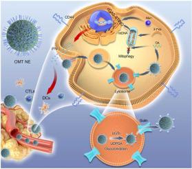 Self-modifying NanoEnhancers facilitating lysosomal escape for cGAS-STING cascading activation in tumor immunotherapy