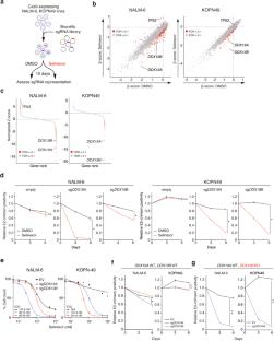 The RNA helicases DDX19A/B modulate selinexor sensitivity by regulating MCL1 mRNA nuclear export in leukemia cells