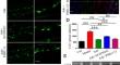 Correction to: Exogenous Adenosine Antagonizes Excitatory Amino Acid Toxicity in Primary Astrocytes.