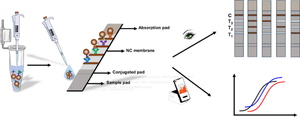 Establishment of a multi-line immunochromatography based on magnetic nanoparticles for simultaneous screening of multiple biomarkers.