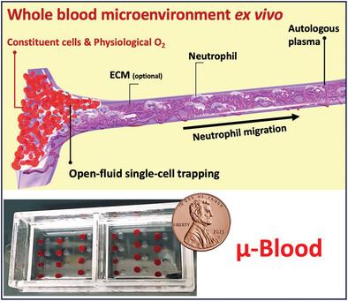 Microliter Whole Blood Neutrophil Assay Preserving Physiological Lifespan and Functional Heterogeneity.