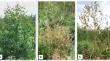 Bacterial community in apparently healthy and asymptomatic Eucalyptus trees and those with symptoms of bacterial wilt