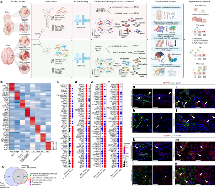 Single-cell atlas of the human brain vasculature across development, adulthood and disease