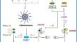 Implications of inflammatory cell death-PANoptosis in health and disease.