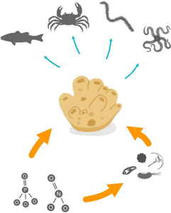 Relative Contribution of Top-Down and Bottom-Up Controls on the Regulation of the Sponge Hymeniacidon perlevis (Montagu, 1814) in Patagonia: An Experimental and Observational Approach