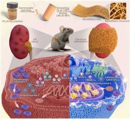 Promoting renal I/R injury repair by in-situ electric stimulation using biodegradable piezoelectric polylactide/vitamin B2 composite nanofibrous membrane