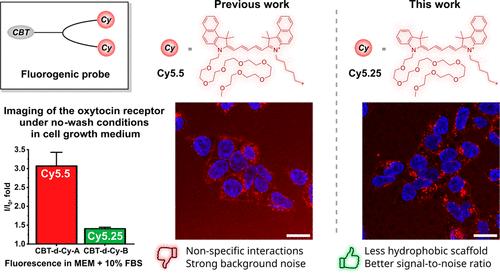 Rational Design of Cyanine-Based Fluorogenic Dimers to Reduce Nonspecific Interactions with Albumin and Lipid Bilayers: Application to Highly Sensitive Imaging of GPCRs in Living Cells.