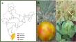 Replicase gene mediated RNA silencing mechanism confers resistance against groundnut bud necrosis virus in tomato (Lycopersicon esculentum Mill.)