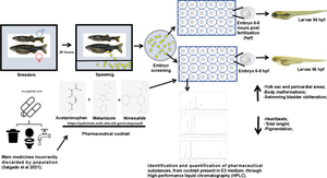 Toxicological effect of acetaminophen, metamizole, and nimesulide cocktail on early development of zebrafish.