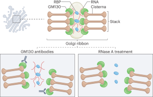 RNA glues it all