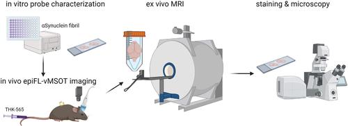 Visualizing alpha-synuclein and iron deposition in M83 mouse model of Parkinson's disease in vivo