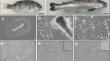 Isolation and characterisation of two epithelial-like cell lines from the gills of Chrysophrys auratus (Australasian snapper) and Oncorhynchus tshawytscha (Chinook salmon) and their use in aquatic toxicology.