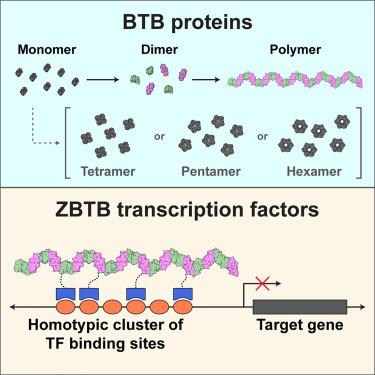 Polymerization of ZBTB transcription factors regulates chromatin occupancy