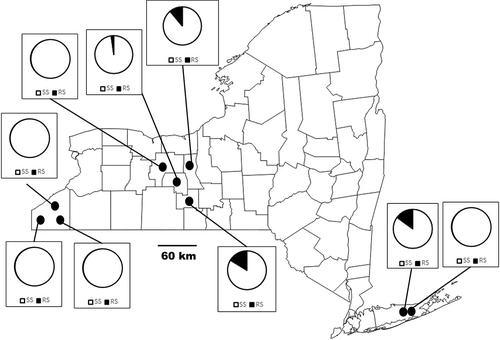 Monitoring of the nAChRsα6 G275A spinetoram resistance allele in Drosophila melanogaster populations from New York vineyards.