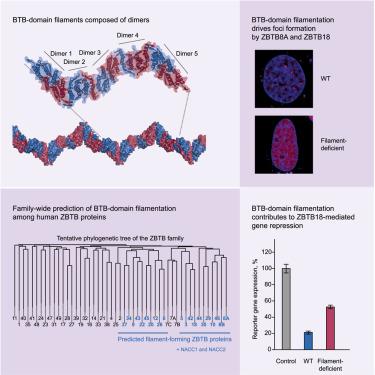 Dynamic BTB-domain filaments promote clustering of ZBTB proteins