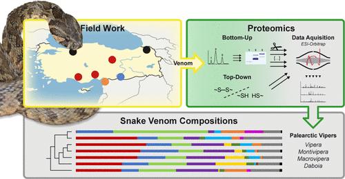 Venomics and Peptidomics of Palearctic Vipers: A Clade-Wide Analysis of Seven Taxa of the Genera <i>Vipera</i>, <i>Montivipera</i>, <i>Macrovipera</i>, and <i>Daboia</i> across Türkiye.