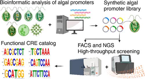 Bioinformatic Prediction and High Throughput In Vivo Screening to Identify Cis-Regulatory Elements for the Development of Algal Synthetic Promoters