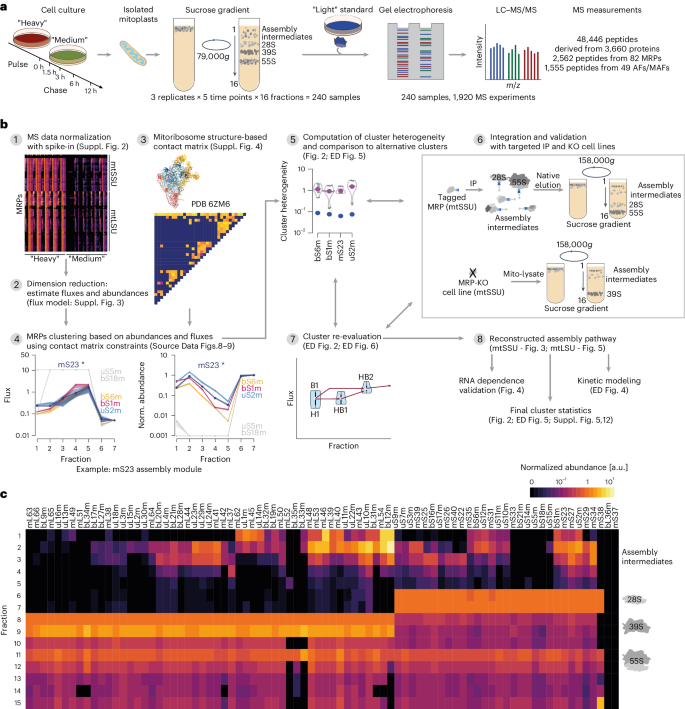 A roadmap for ribosome assembly in human mitochondria