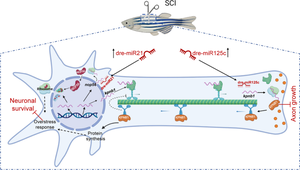 Regulation of MicroRNAs After Spinal Cord Injury in Adult Zebrafish