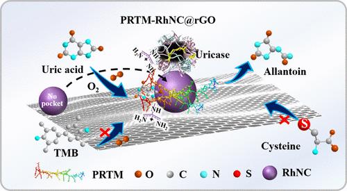 Arginine-Rich Peptide-Rhodium Nanocluster@Reduced Graphene Oxide Composite as a Highly Selective and Active Uricase-like Nanozyme for the Degradation of Uric Acid and Inhibition of Urate Crystal.