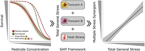 Predicting the Combined Effects of Multiple Stressors and Stress Adaptation in <i>Gammarus pulex</i>.