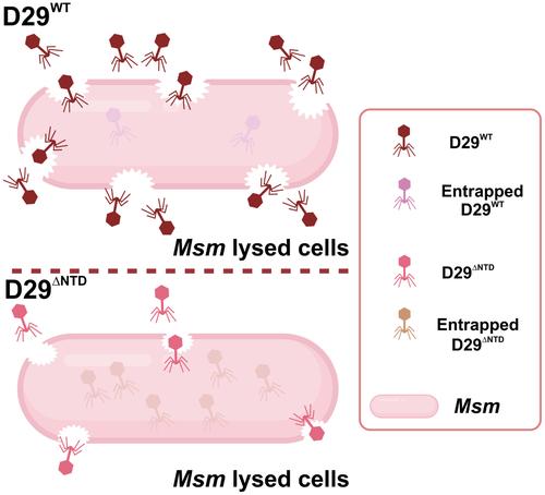 Construing the function of N-terminal domain of D29 mycobacteriophage LysA endolysin in phage lytic efficiency and proliferation.