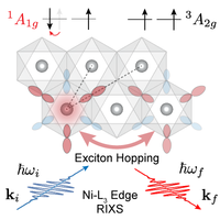 Nature of Excitons and Their Ligand-Mediated Delocalization in Nickel Dihalide Charge-Transfer Insulators