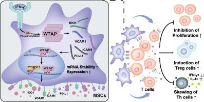 WTAP/YTHDF1-mediated m<sup>6</sup>A modification amplifies IFN-γ-induced immunosuppressive properties of human MSCs.