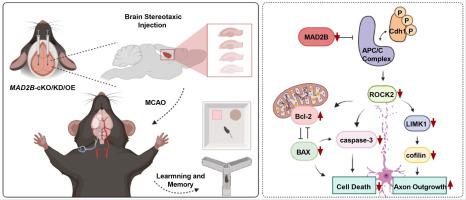 Targeting MAD2B as a strategy for ischemic stroke therapy.