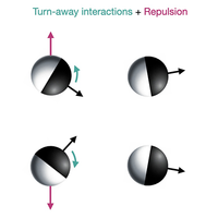 Flocking by Turning Away