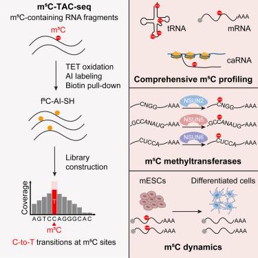 Base-resolution m5C profiling across the mammalian transcriptome by bisulfite-free enzyme-assisted chemical labeling approach