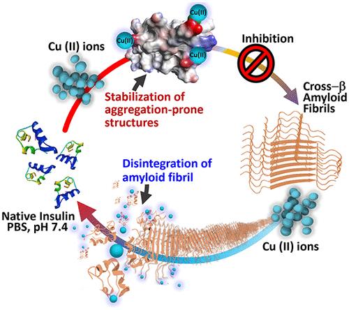 Cu(II) Specifically Disassembles Insulin Amyloid Nanostructures via Direct Interaction with Cross-β Fibrils.