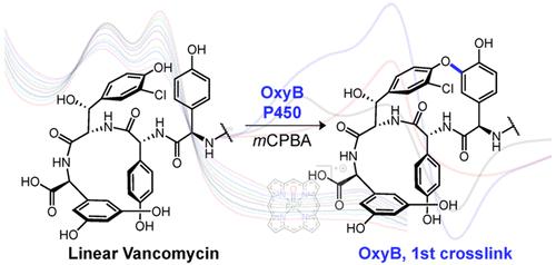 Detection of a Kinetically Competent Compound-I Intermediate in the Vancomycin Biosynthetic Enzyme OxyB.