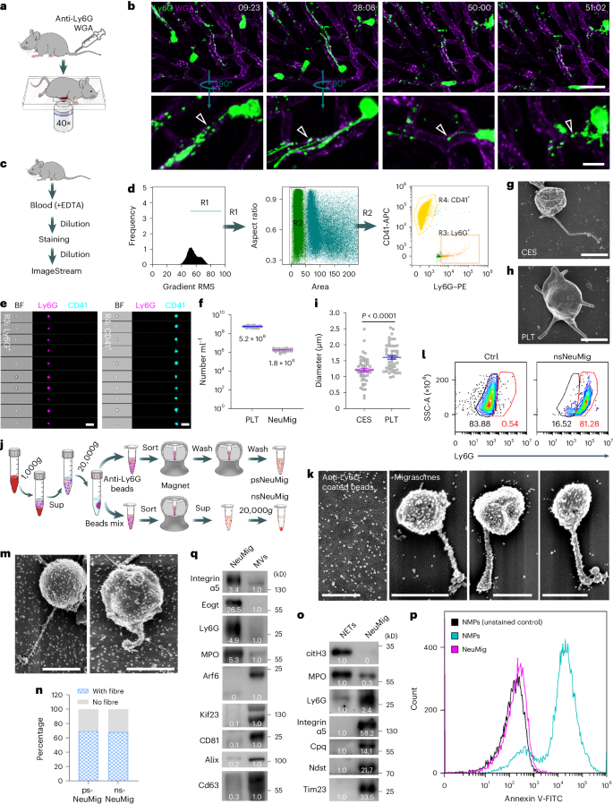 Neutrophil-derived migrasomes are an essential part of the coagulation system