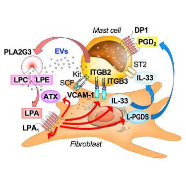 Lipid-orchestrated paracrine circuit coordinates mast cell maturation and anaphylaxis through functional interaction with fibroblasts