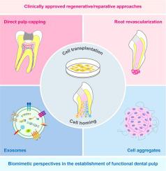 Regenerative endodontic therapy: From laboratory bench to clinical practice.