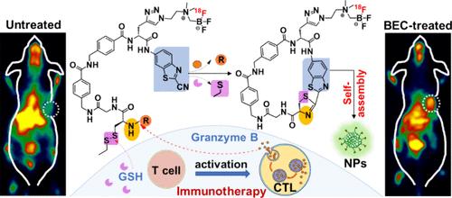 Development of Granzyme B-targeted Smart Positron Emission Tomography Probes for Monitoring Tumor Early Response to Immunotherapy