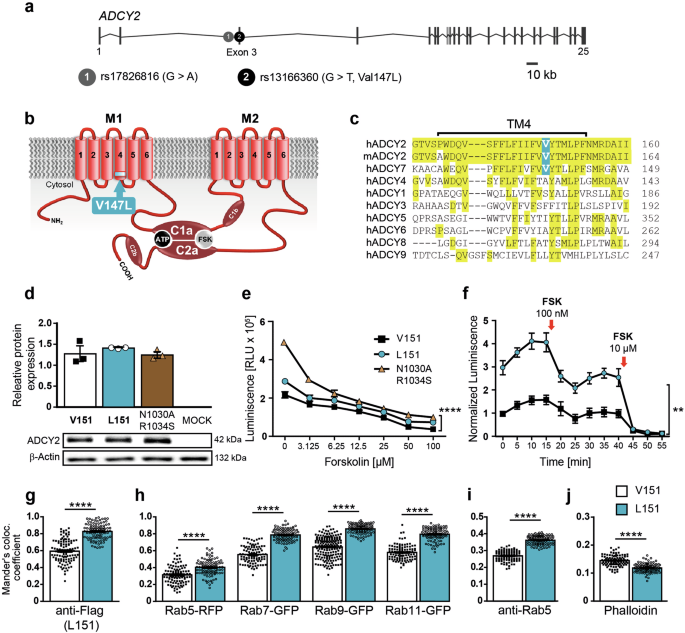 A bipolar disorder-associated missense variant alters adenylyl cyclase 2 activity and promotes mania-like behavior