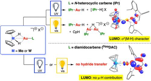 Exploring Ligand Effects on Structure, Bonding, and Photolytic Hydride Transfer of Cationic Gold(I) Bridging Hydride Complexes of Molybdocene and Tungstenocene.