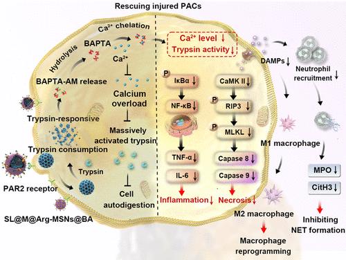 Biomimetic Trypsin-Responsive Structure-Bridged Mesoporous Organosilica Nanomedicine for Precise Treatment of Acute Pancreatitis.