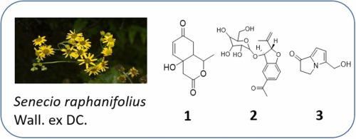 Three new chemical constituents of Senecio raphanifolius