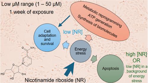 Nicotinamide riboside Induced Energy Stress and Metabolic Reprogramming in BEAS-2B Cells.