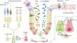 Gut microbiota-derived metabolites tune host homeostasis fate.