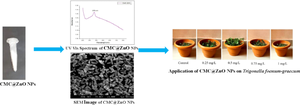 Carboxymethylcellulose stabilized ZnO nanoparticles: an efficient nano-nutrient for the growth and development of Trigonella foenum-graecum (fenugreek) seeds