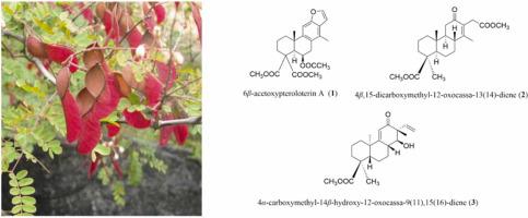 New cassane diterpenoids from the seeds of Pterolobium macropterum