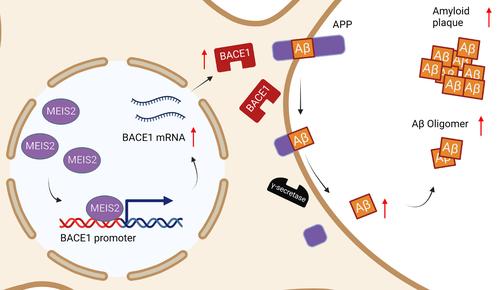 Myeloid ectopic viral integration site 2 accelerates the progression of Alzheimer's disease