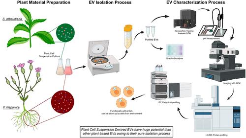 Unveiling the potential: Extracellular vesicles from plant cell suspension cultures as a promising source.