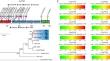 Actn2 defects accelerates H9c2 hypertrophy via ERK phosphorylation under chronic stress.